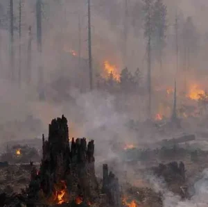 Recent Data and Facts in Forest Fire Management Recent Data and Facts in Forest Fire Management